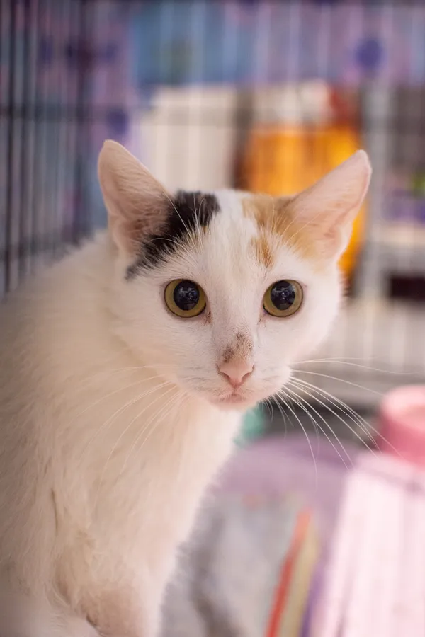 Znaleziono kota, Sosnowiec, 10 maja 2025 (1/5)