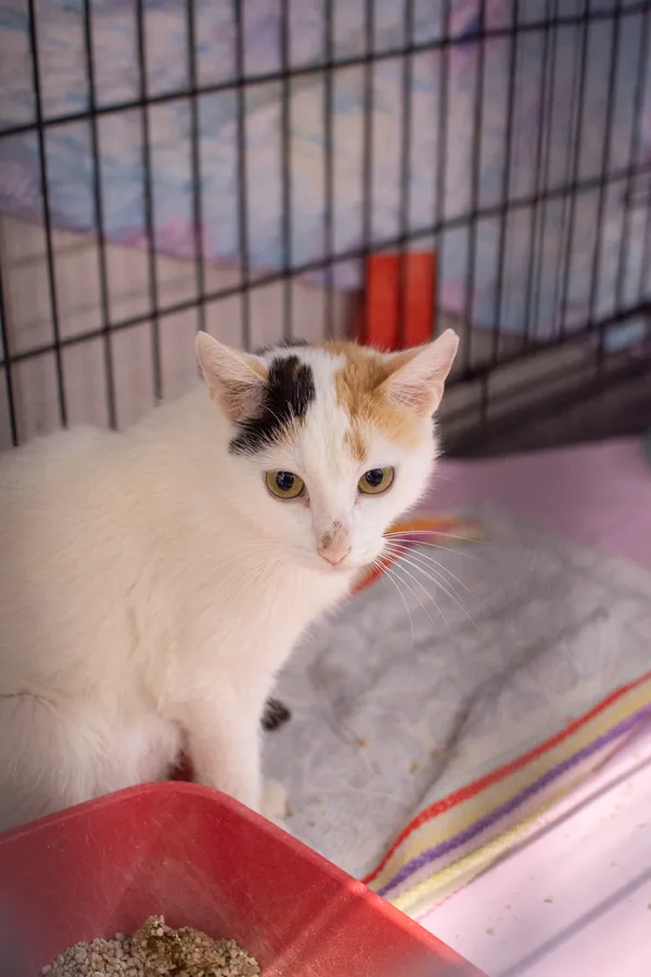 Znaleziono kota, Sosnowiec, 10 maja 2025 (2/5)