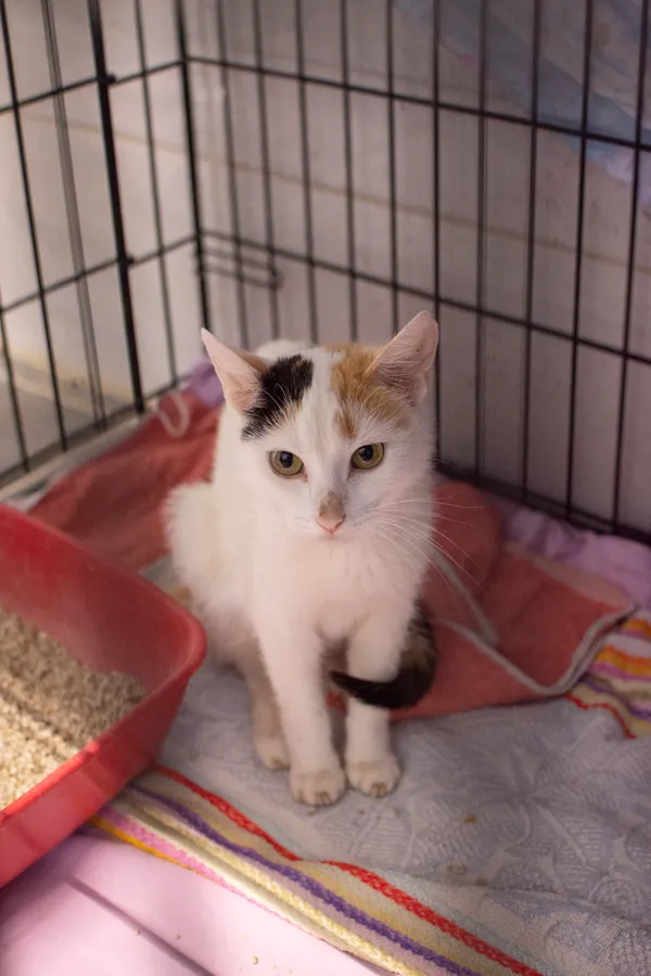 Znaleziono kota, Sosnowiec, 10 maja 2025 (3/5)