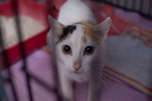 Znaleziono kota, Sosnowiec, 10 maja 2025 (4/5)