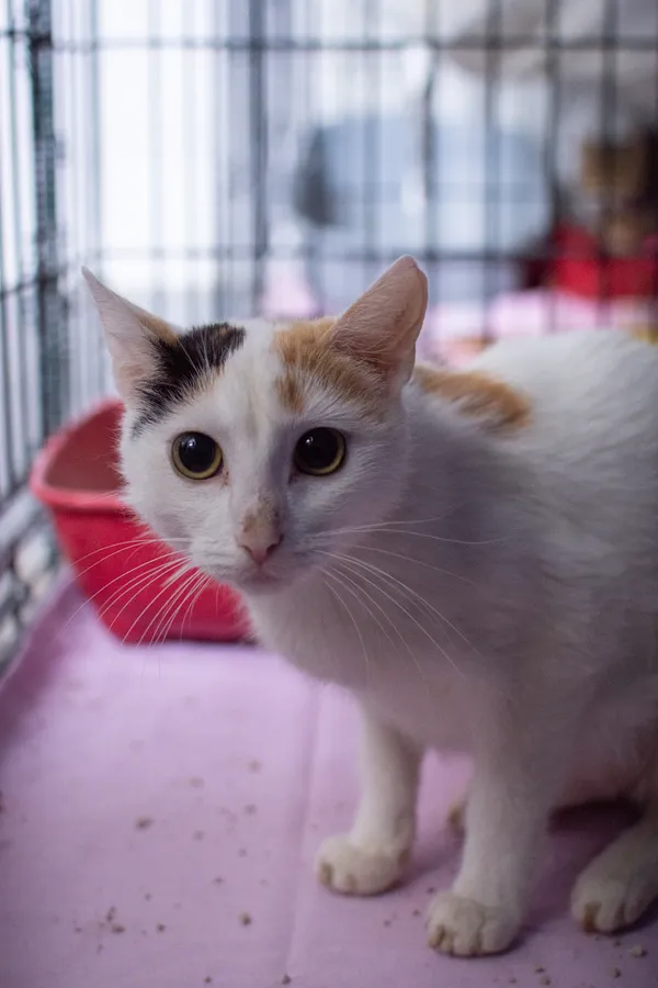 Znaleziono kota, Sosnowiec, 10 maja 2025 (5/5)