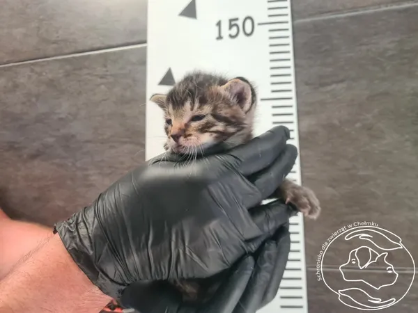 Znaleziono kota, Chełmek, 30 czerwca 2025