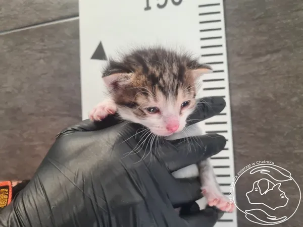 Znaleziono kota, Chełmek, 30 czerwca 2025