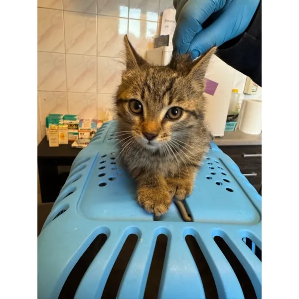 Znaleziono kota, Białystok, 29 czerwca 2025