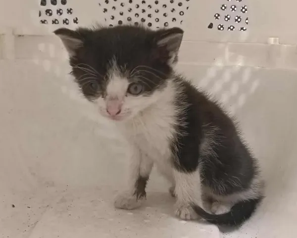 Znaleziono kota, Toruń, 26 czerwca 2025