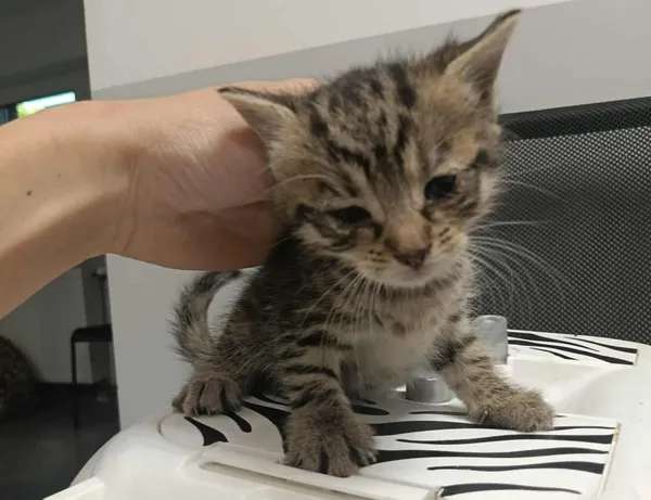 Znaleziono kota, Toruń, 26 czerwca 2025