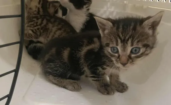 Znaleziono kota, Toruń, 26 czerwca 2025