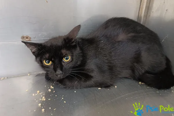 Kot do adopcji, Racławice, 27 czerwca 2025 (1/2)