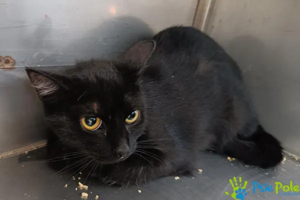 Kot do adopcji, Racławice, 27 czerwca 2025 (2/2)