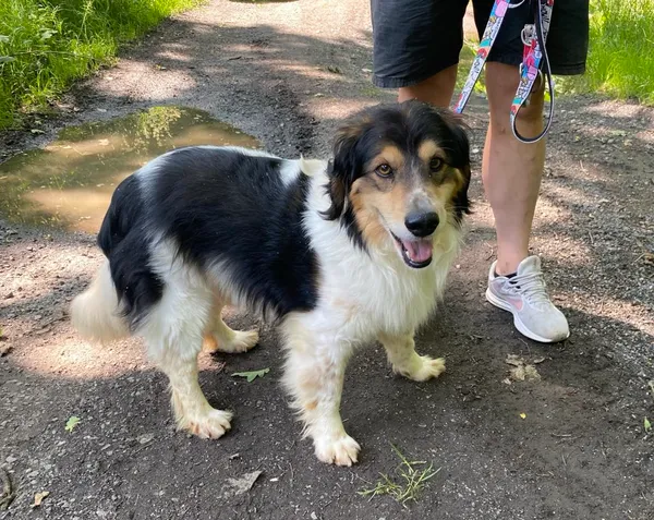 Pies do adopcji, gmina Platerówka, 30 czerwca 2025 (2/2)