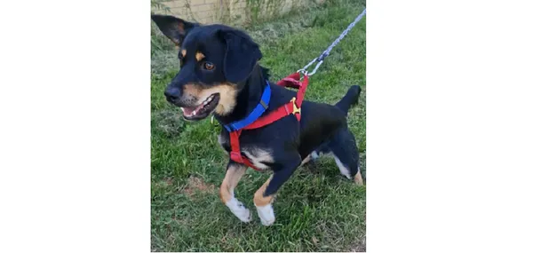 Znaleziono psa, Wrocław, 30 czerwca 2025