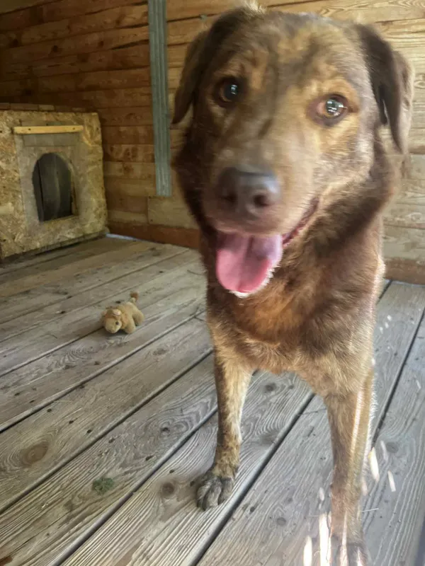 Pies do adopcji, Orzechowce, 30 czerwca 2025 (1/5)