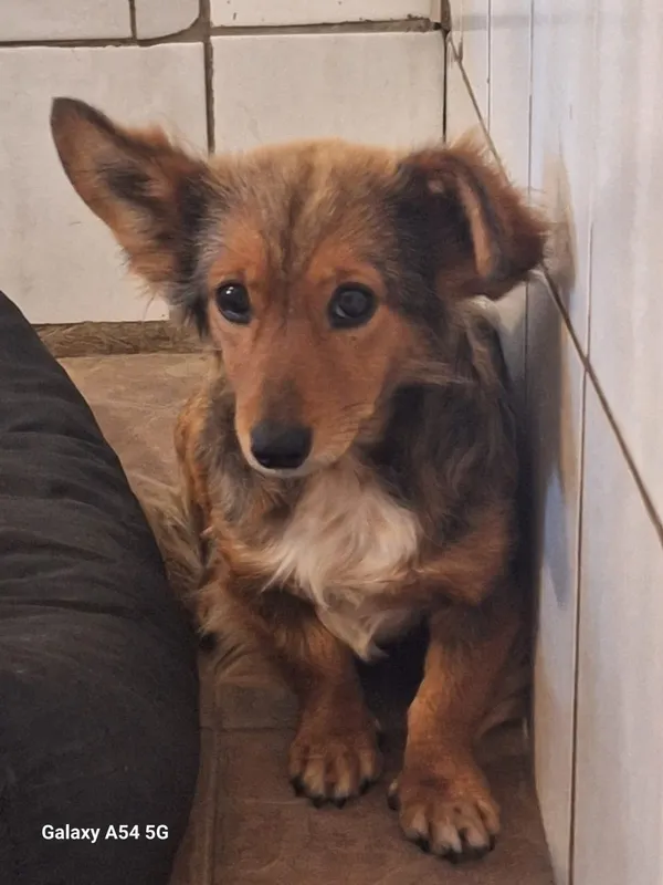 Pies do adopcji, Orzechowce, 29 czerwca 2025 (1/5)