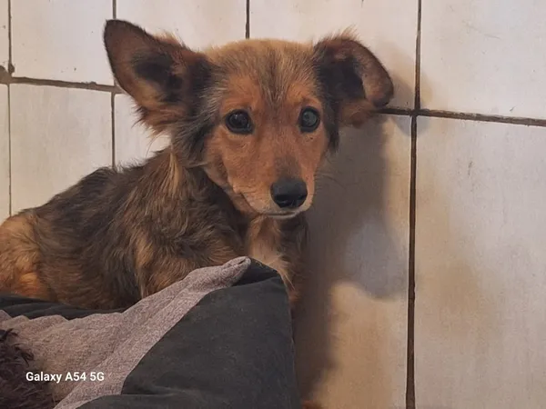 Pies do adopcji, Orzechowce, 29 czerwca 2025 (5/5)