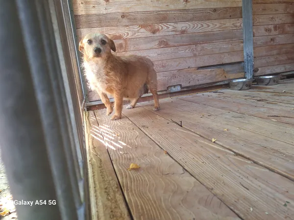 Pies do adopcji, Orzechowce, 29 czerwca 2025 (1/2)