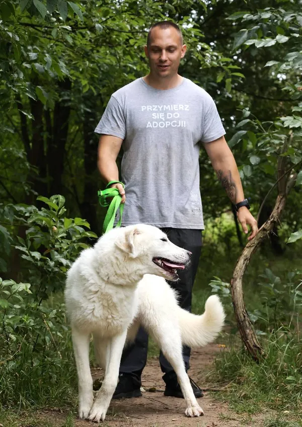 Znaleziono psa, Łódź, 30 czerwca 2025 (4/5)