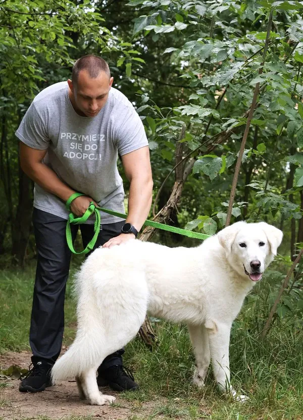 Znaleziono psa, Łódź, 30 czerwca 2025 (5/5)
