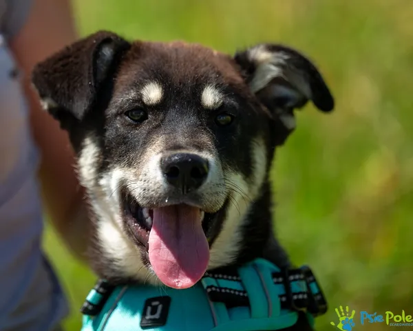 Znaleziono psa, Racławice, 30 czerwca 2025 (1/5)