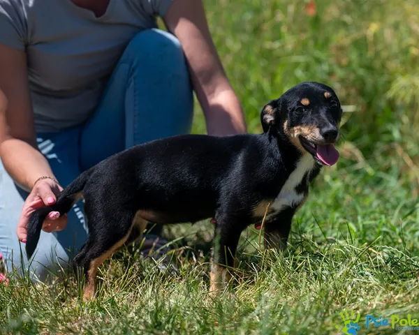 Znaleziono psa, Racławice, 27 czerwca 2025 (1/5)