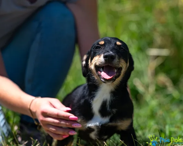 Znaleziono psa, Racławice, 27 czerwca 2025 (2/5)