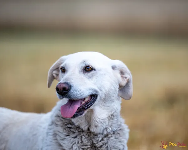 Znaleziono psa, Racławice, 27 czerwca 2025 (2/5)