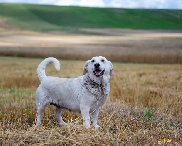 Znaleziono psa, Racławice, 27 czerwca 2025 (3/5)