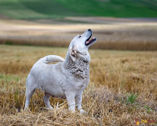 Znaleziono psa, Racławice, 27 czerwca 2025 (4/5)