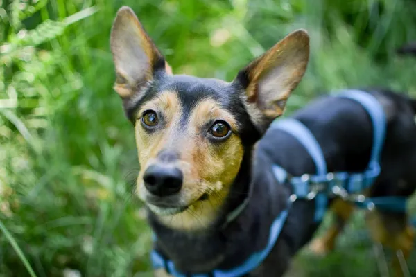 Pies do adopcji, Sosnowiec, 30 czerwca 2025 (4/5)