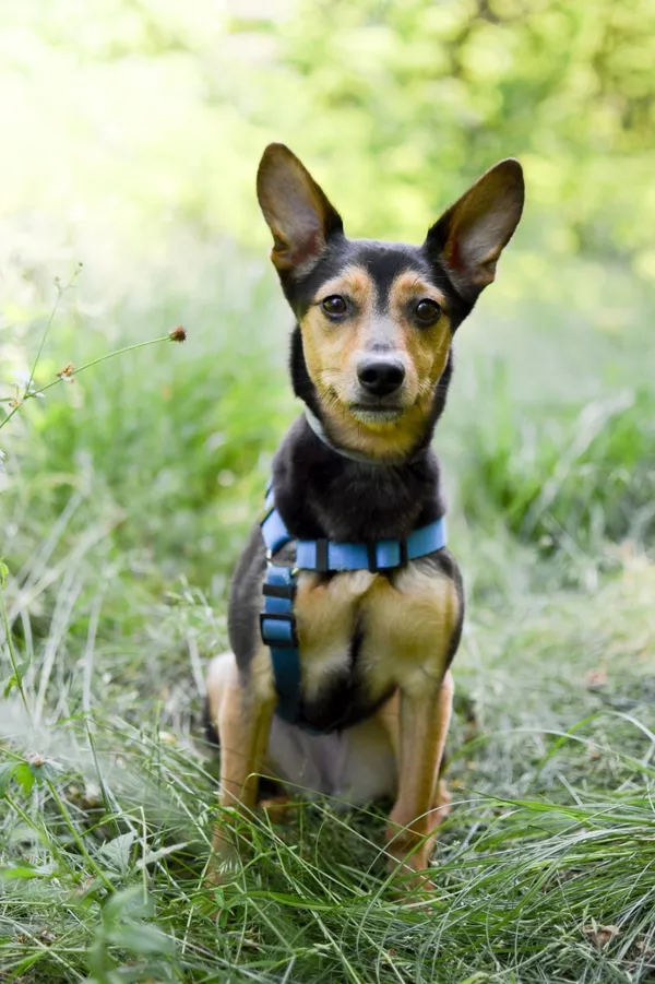 Pies do adopcji, Sosnowiec, 30 czerwca 2025 (5/5)