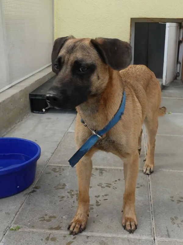 Znaleziono psa, Gdańsk, 1 lipca 2025