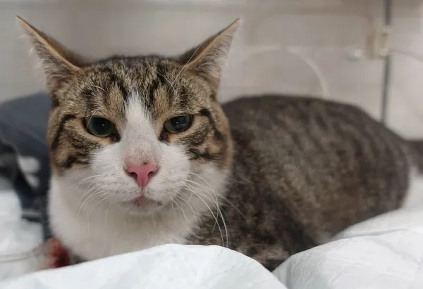 Znaleziono kota, Gdańsk, 30 czerwca 2025