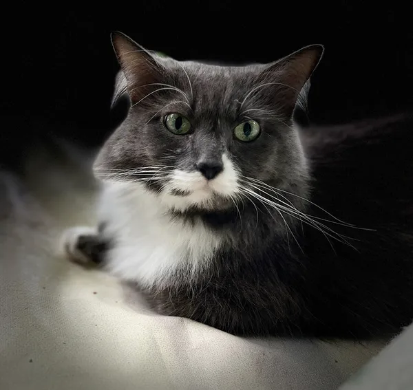 Zaginął kot, Aleksandrów Łódzki, Łódź-Bałuty, 1 lipca 2025 (2/2)