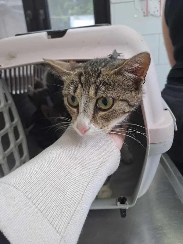 Znaleziono kota, Olsztyn, 27 czerwca 2025 (1/5)