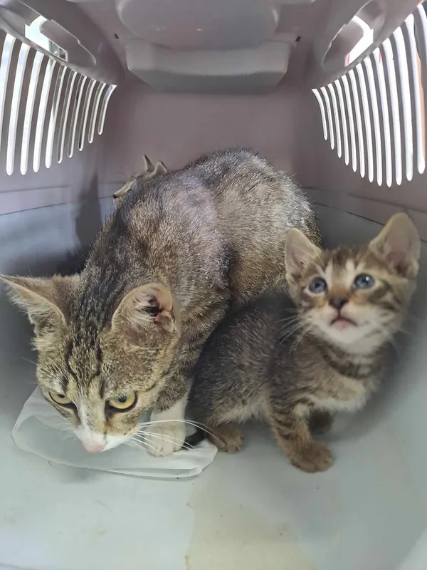 Znaleziono kota, Olsztyn, 27 czerwca 2025 (3/5)