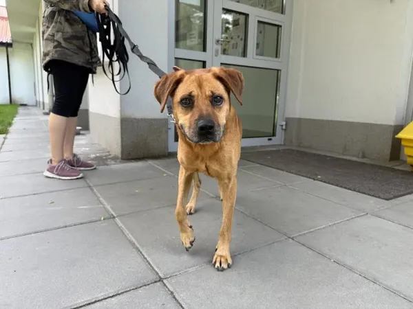 Pies do adopcji, Kraków, 16 czerwca 2025 (1/2)