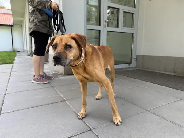 Pies do adopcji, Kraków, 16 czerwca 2025 (2/2)