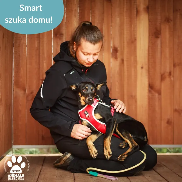 Pies do adopcji, Dąbrówka, 1 lipca 2025 (2/4)