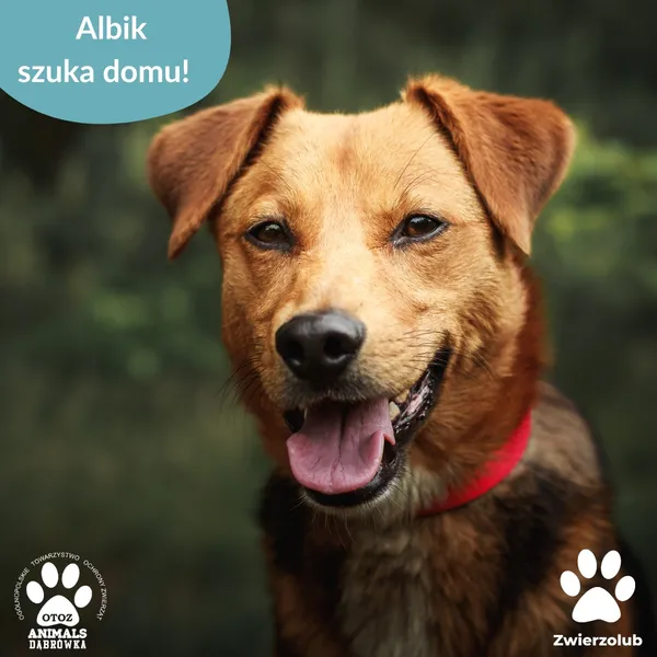 Pies do adopcji, Dąbrówka, 1 lipca 2025 (1/2)