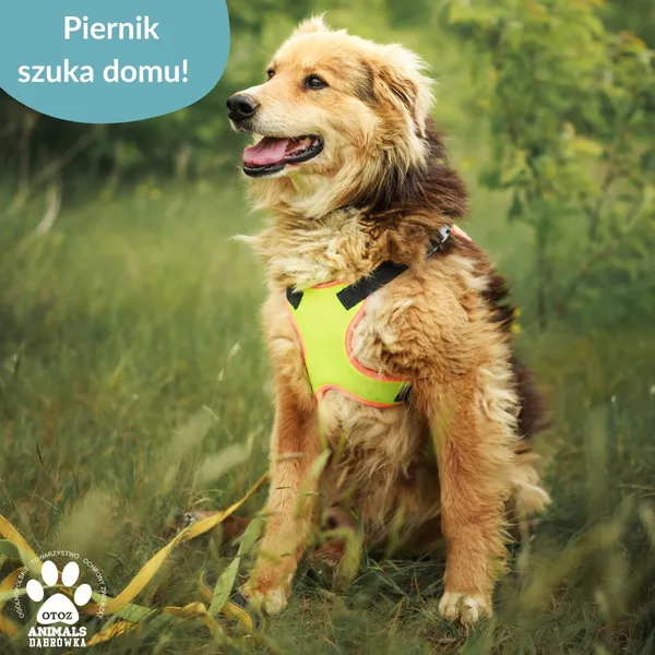 Pies do adopcji, Dąbrówka, 30 czerwca 2025 (3/3)