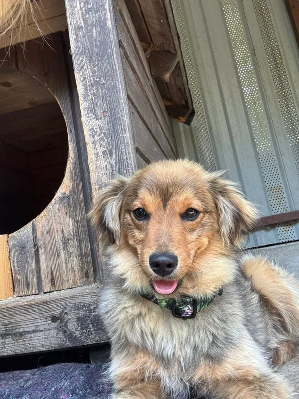 Pies do adopcji, Milanówek, 1 lipca 2025 (1/5)