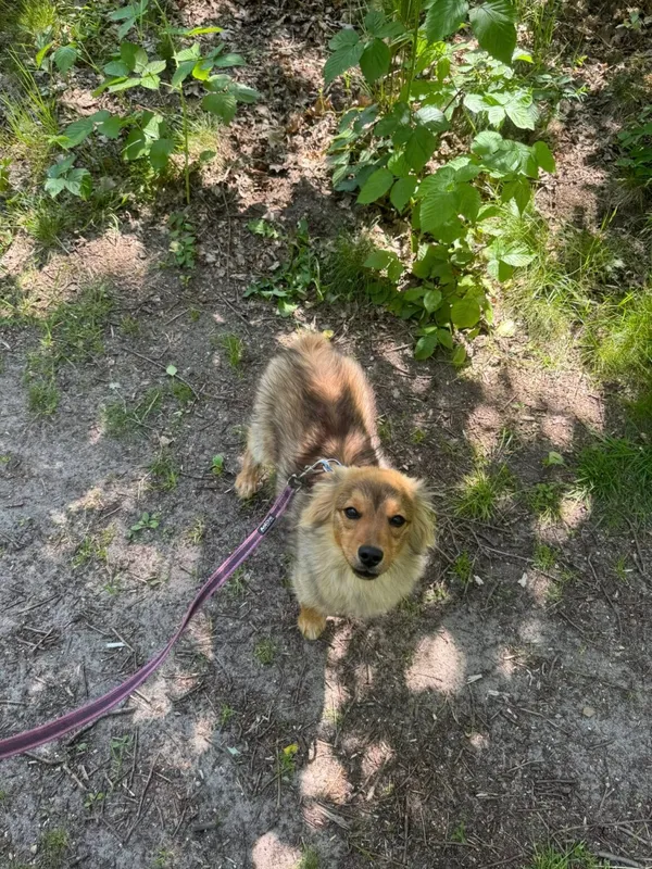 Pies do adopcji, Milanówek, 1 lipca 2025 (2/5)