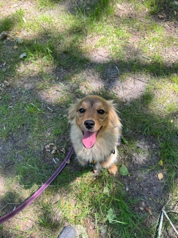 Pies do adopcji, Milanówek, 1 lipca 2025 (3/5)