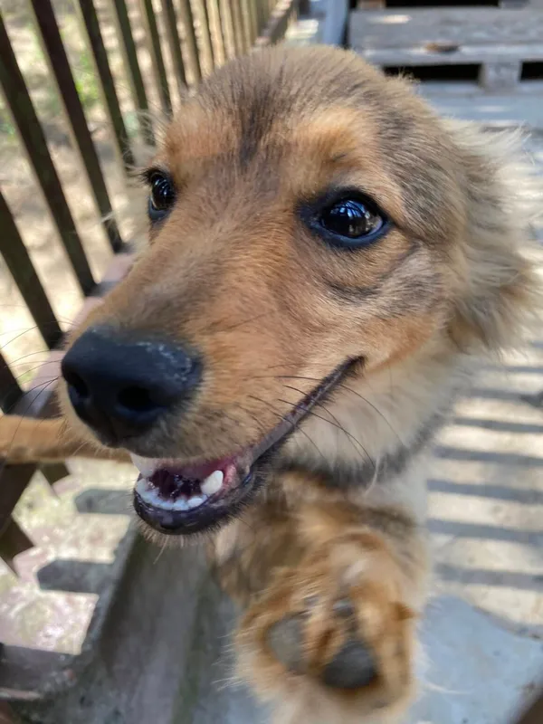 Pies do adopcji, Milanówek, 1 lipca 2025 (4/5)