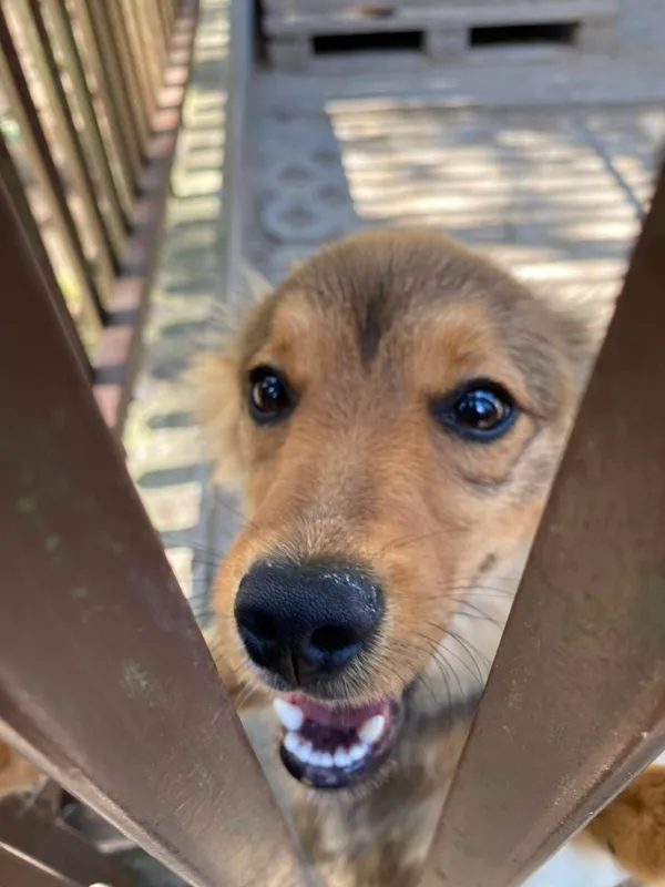 Pies do adopcji, Milanówek, 1 lipca 2025 (5/5)