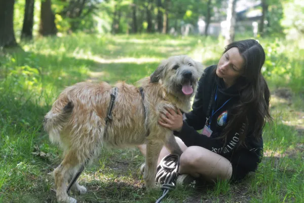 Pies do adopcji, Milanówek, 1 lipca 2025 (1/5)