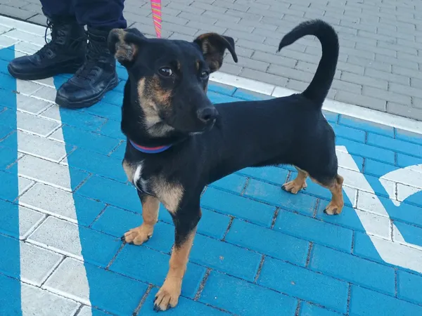 Znaleziono psa, Bydgoszcz, 29 czerwca 2025