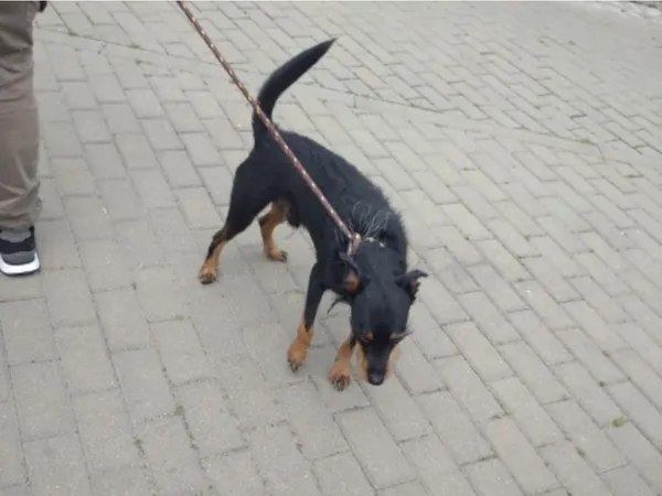 Znaleziono psa, Bydgoszcz, 29 czerwca 2025