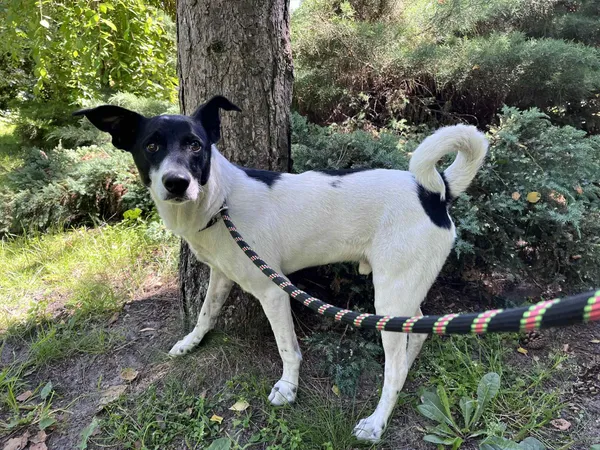 Pies do adopcji, Włocławek, 30 czerwca 2025 (1/5)