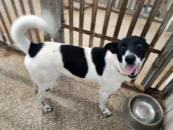 Pies do adopcji, Włocławek, 30 czerwca 2025 (2/5)