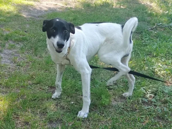 Pies do adopcji, Włocławek, 30 czerwca 2025 (3/5)